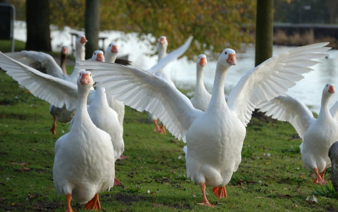 Chattanooga Airport Officials Bring In Outside Aid For Advice On Geese Problem