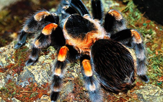 With a Tarantula Roaming About, Delta Calls Off Flight