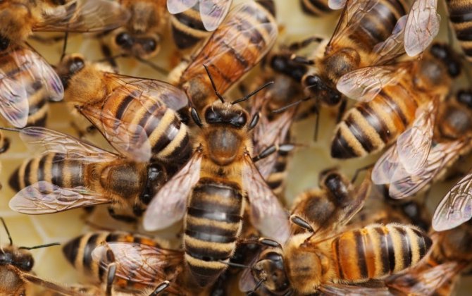 American Flight from Texas to Germany Delayed by Bees