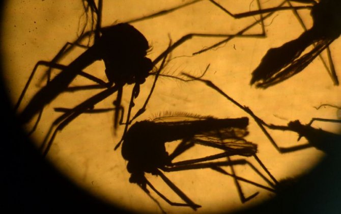 China Steps Up Monitoring Activity for Zika Virus