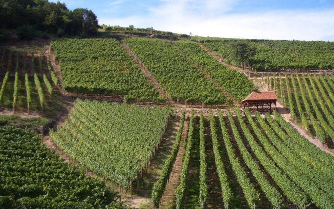First Global Program for Wine in the Air by VistaJet