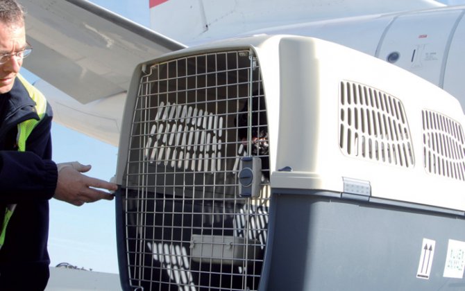 IATA Launches Certification Program for Animals Travelling by Air