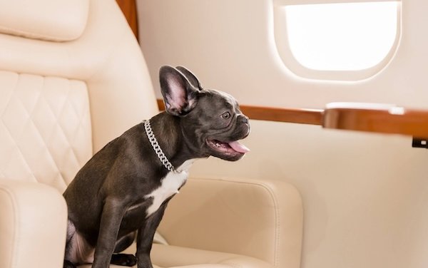 Pets on board: the calm, clear way to cross borders together