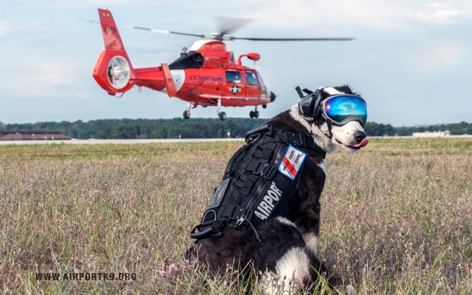 The World&rsquo;s Coolest Airport Employee is a Runway Patrol Dog Named Piper