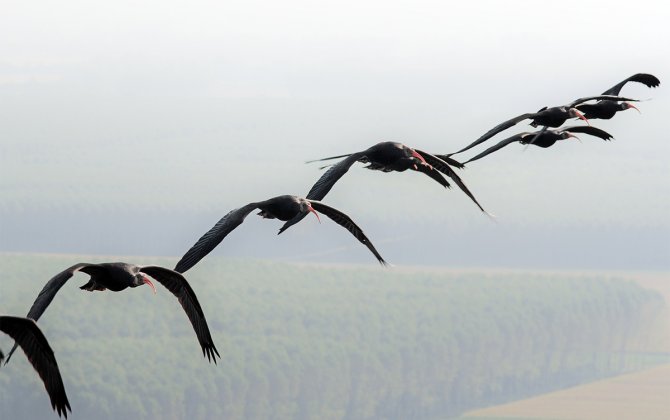 Why Airplane Wings Angle Backwards, Explained in 4 Minutes